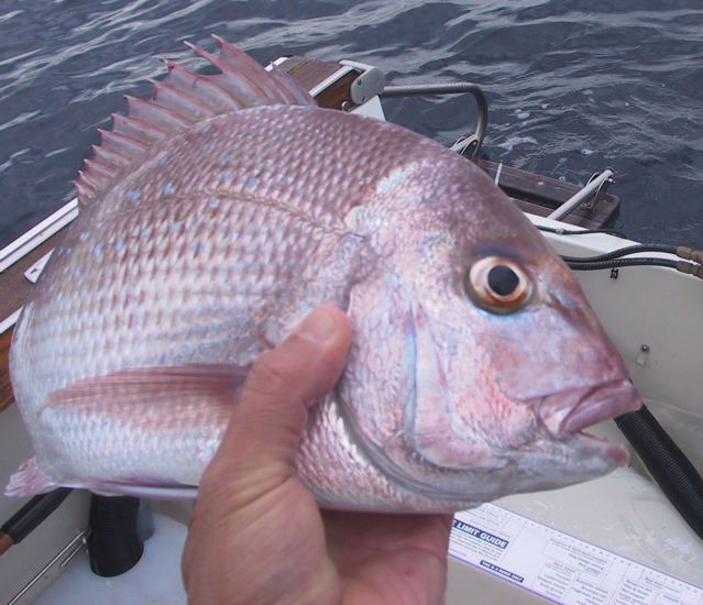 Small Two Rocks Pinkie just about to be released.